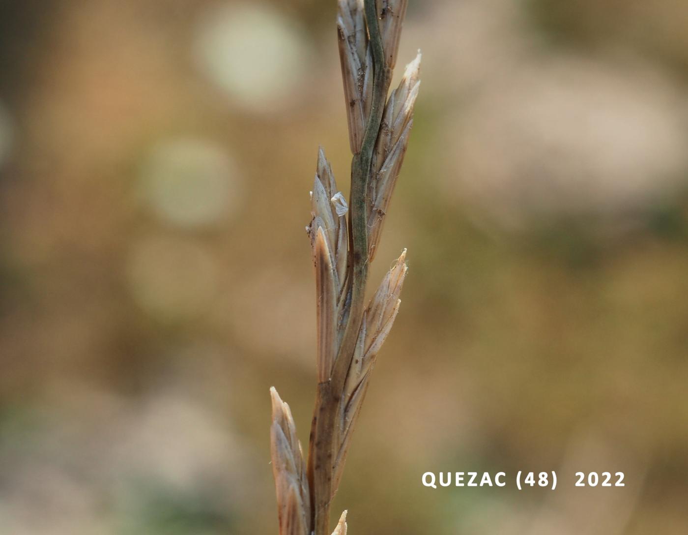 Rye-grass, Perennial fruit